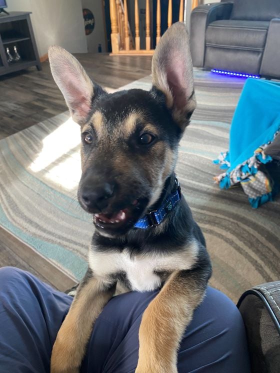 Community rescue dog