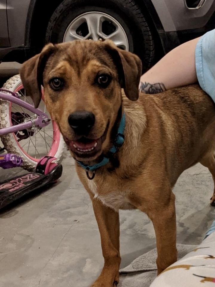 Foster dog in loving home