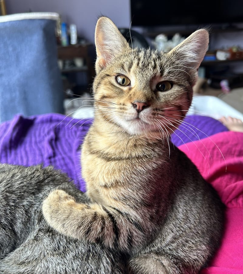 Xena