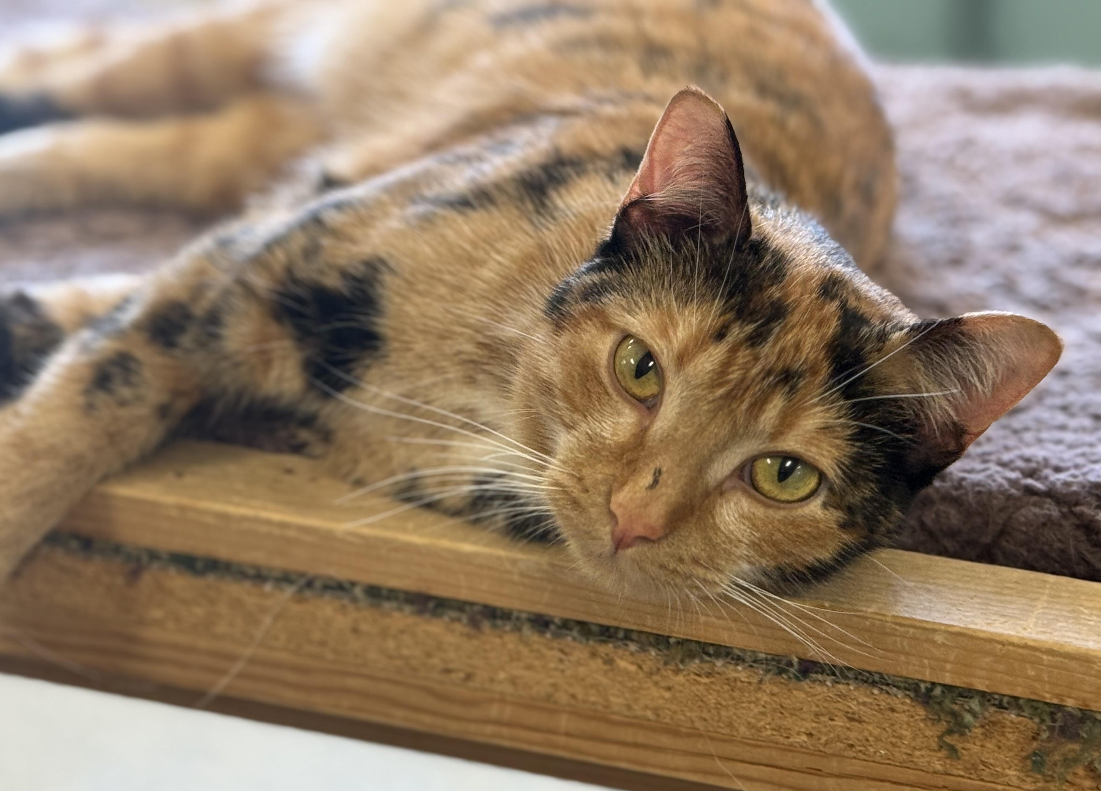 Kiki - Photo 1
