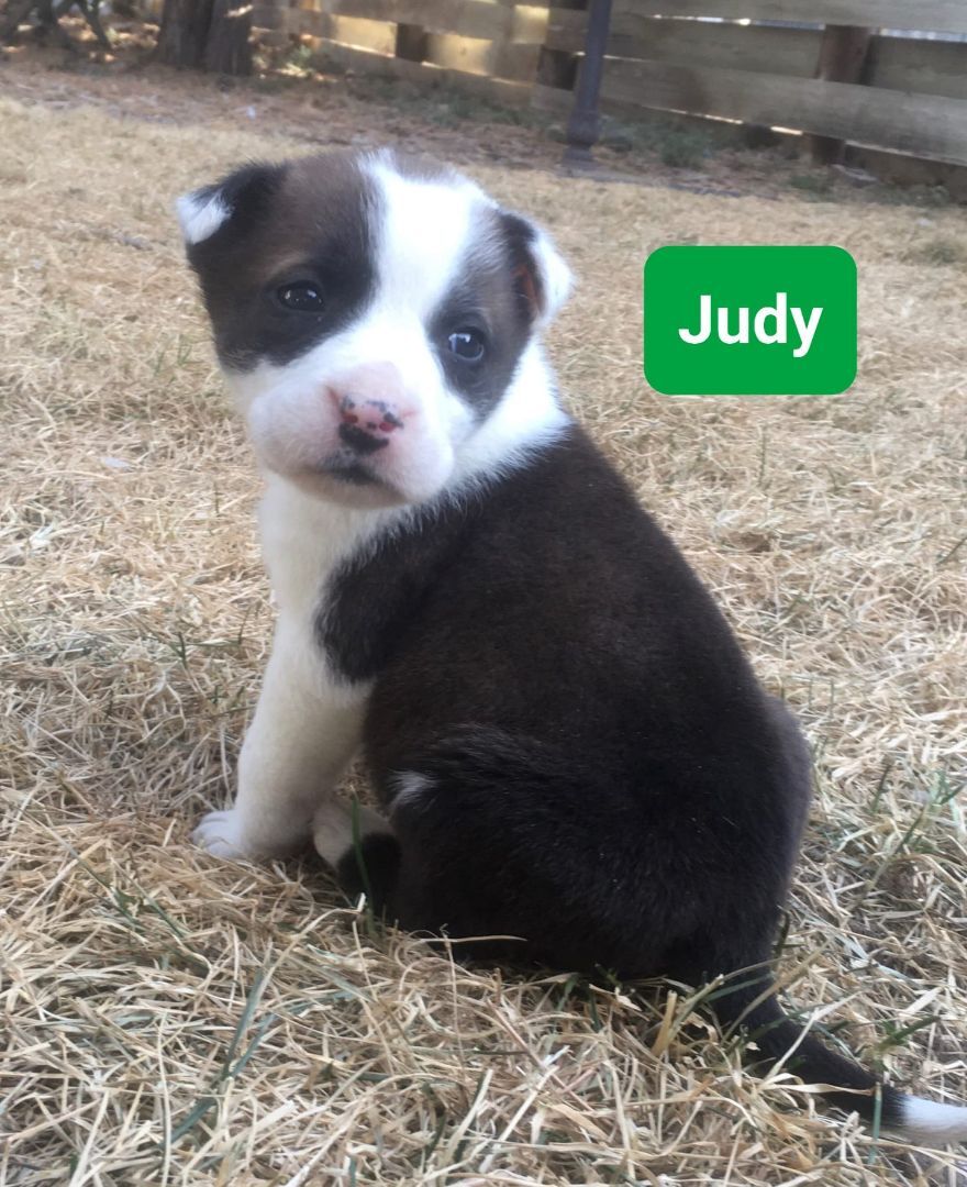 Judy - Photo 1