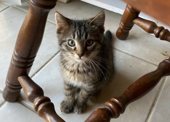 Sylvester - Photo 1