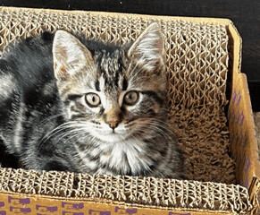 Iris - Photo 1