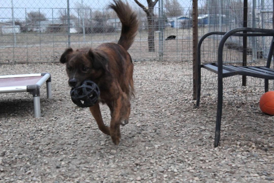 Brody - Photo 1
