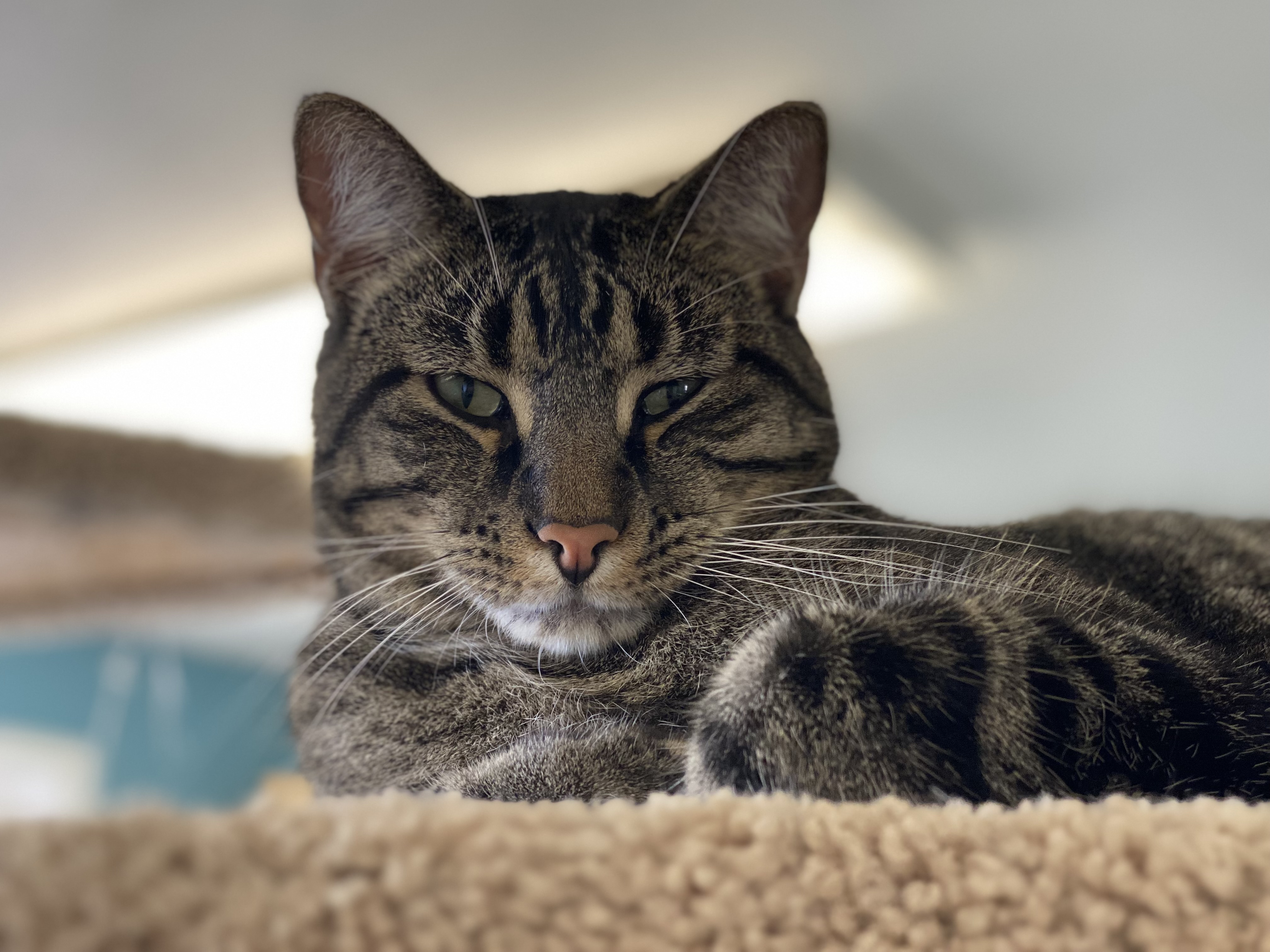 Furredrick - Photo 1