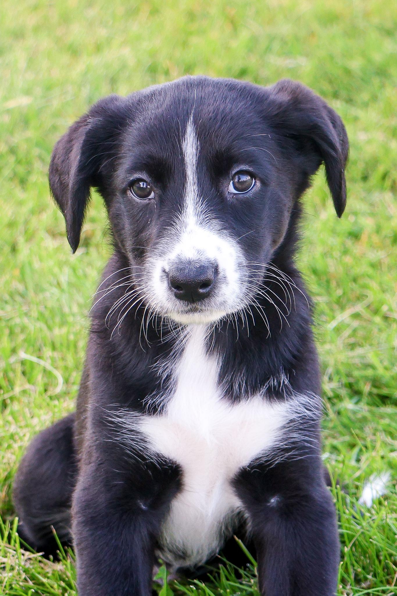 Kallie - Photo 1