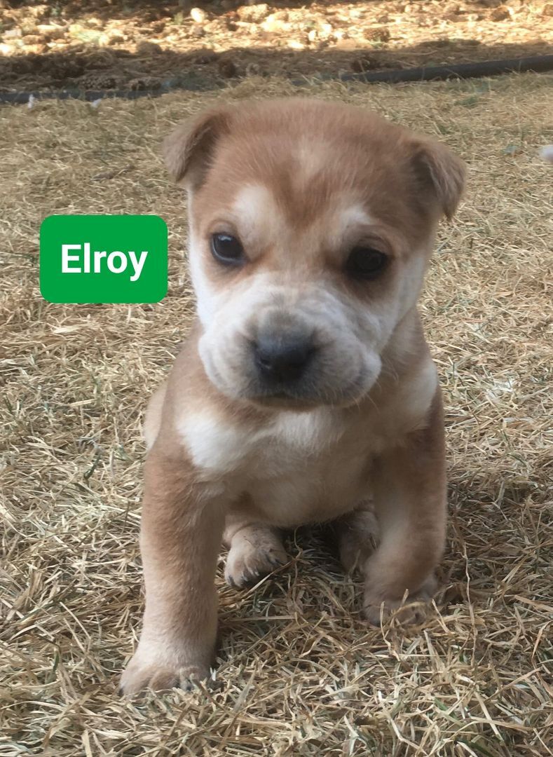 Elroy - Photo 1