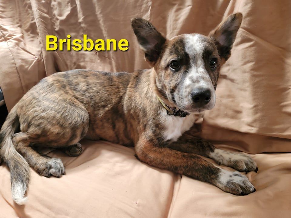 Brisbane - Photo 1