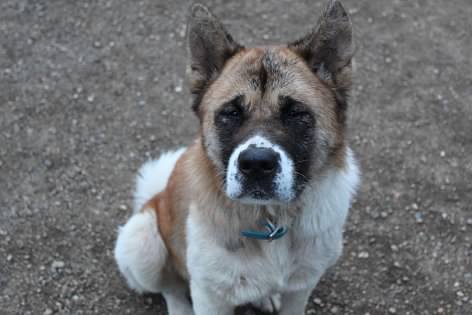 Sammie - Photo 1