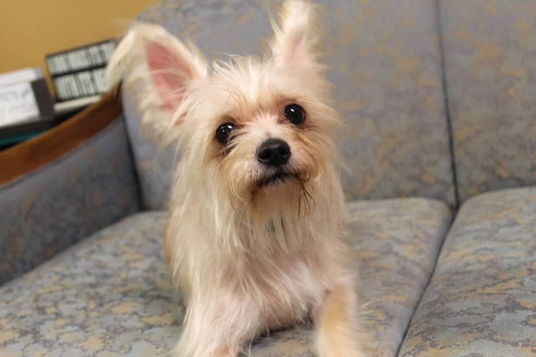 Scruffy - Photo 1