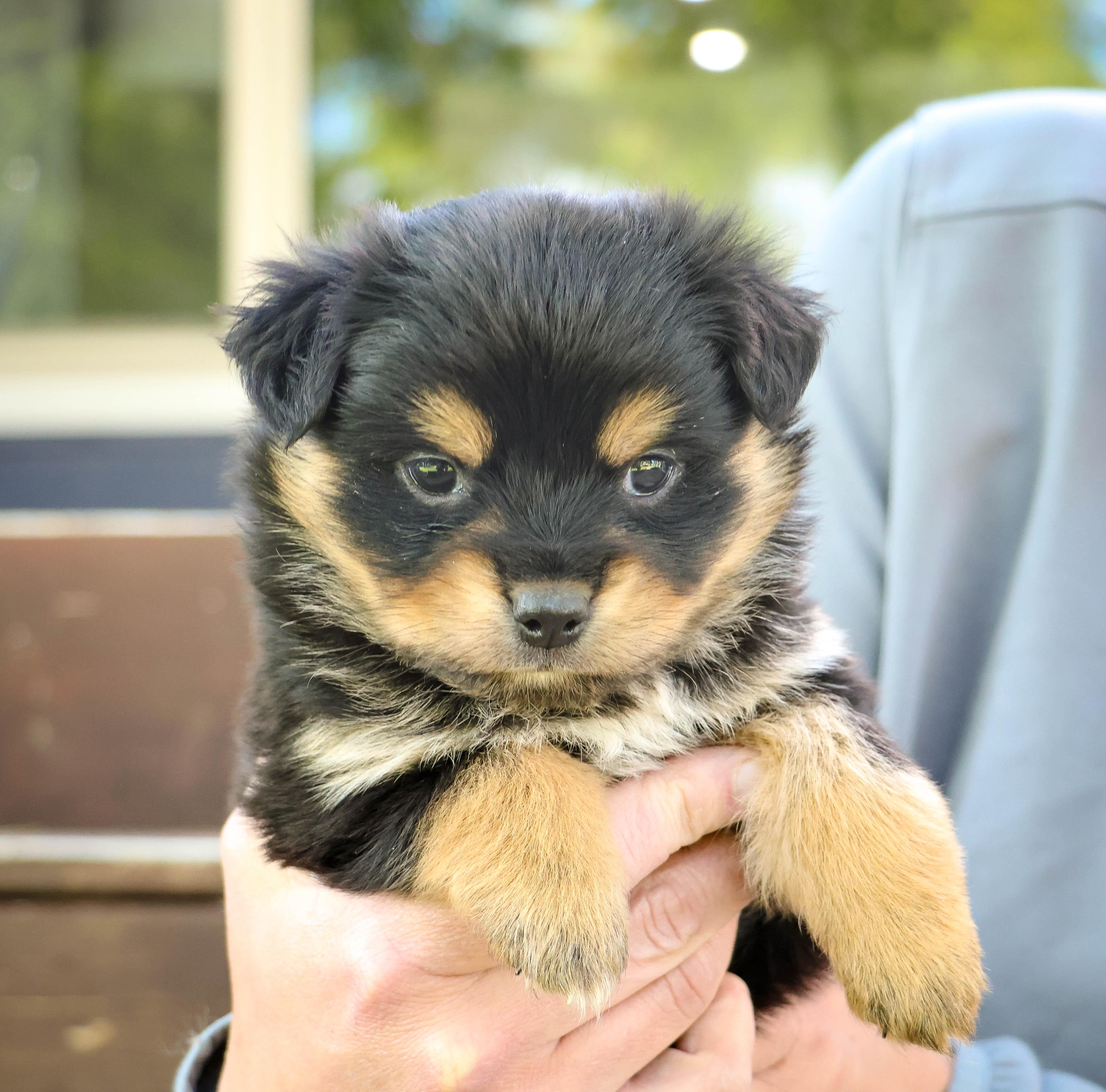 Baloo - Photo 1