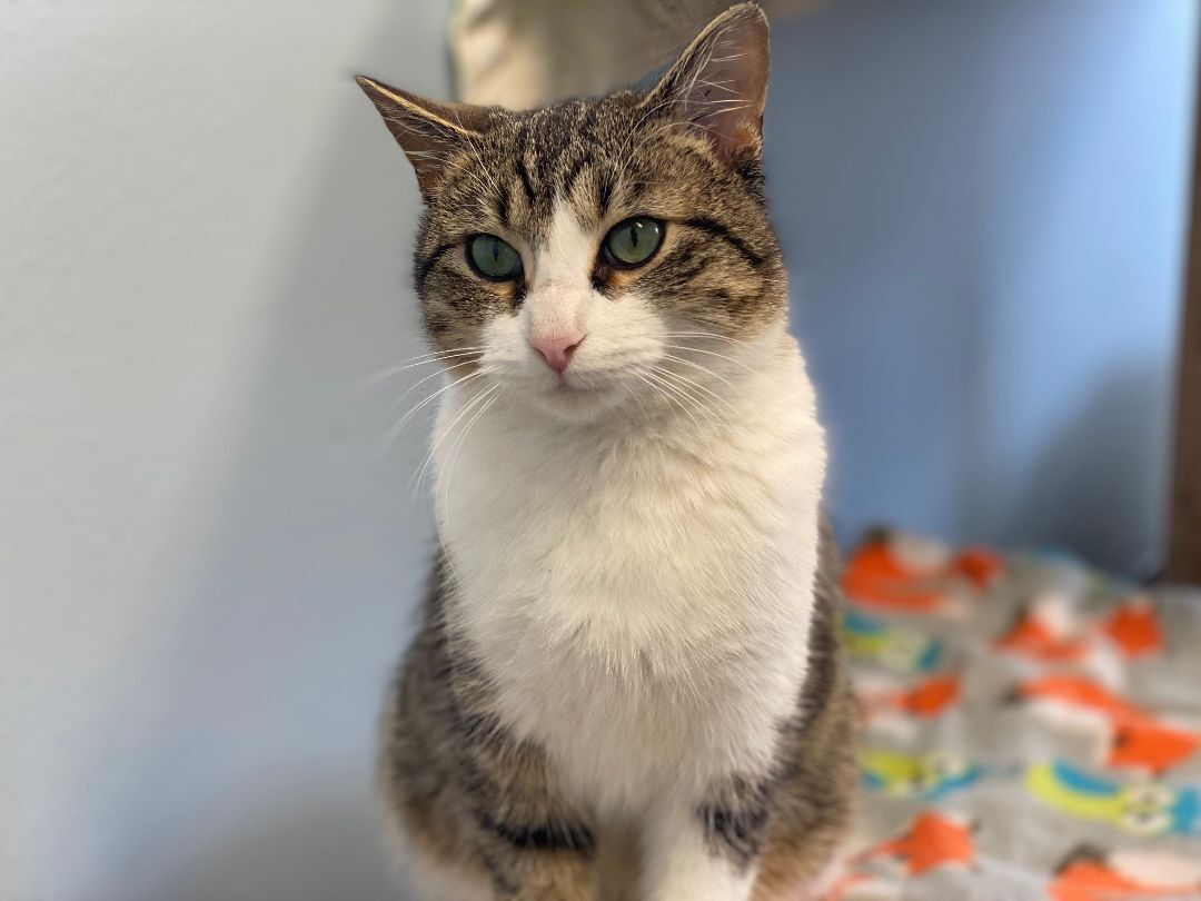 Meeko - Photo 1