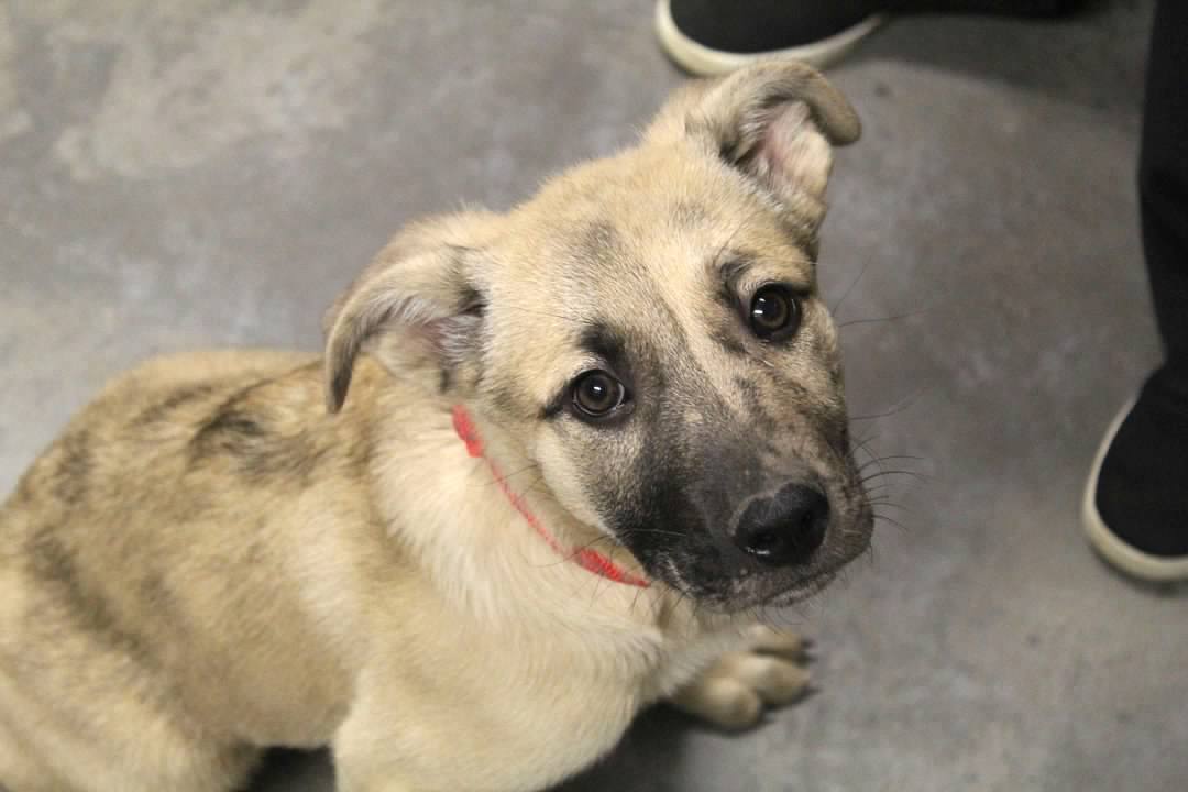 Charlie - Photo 1