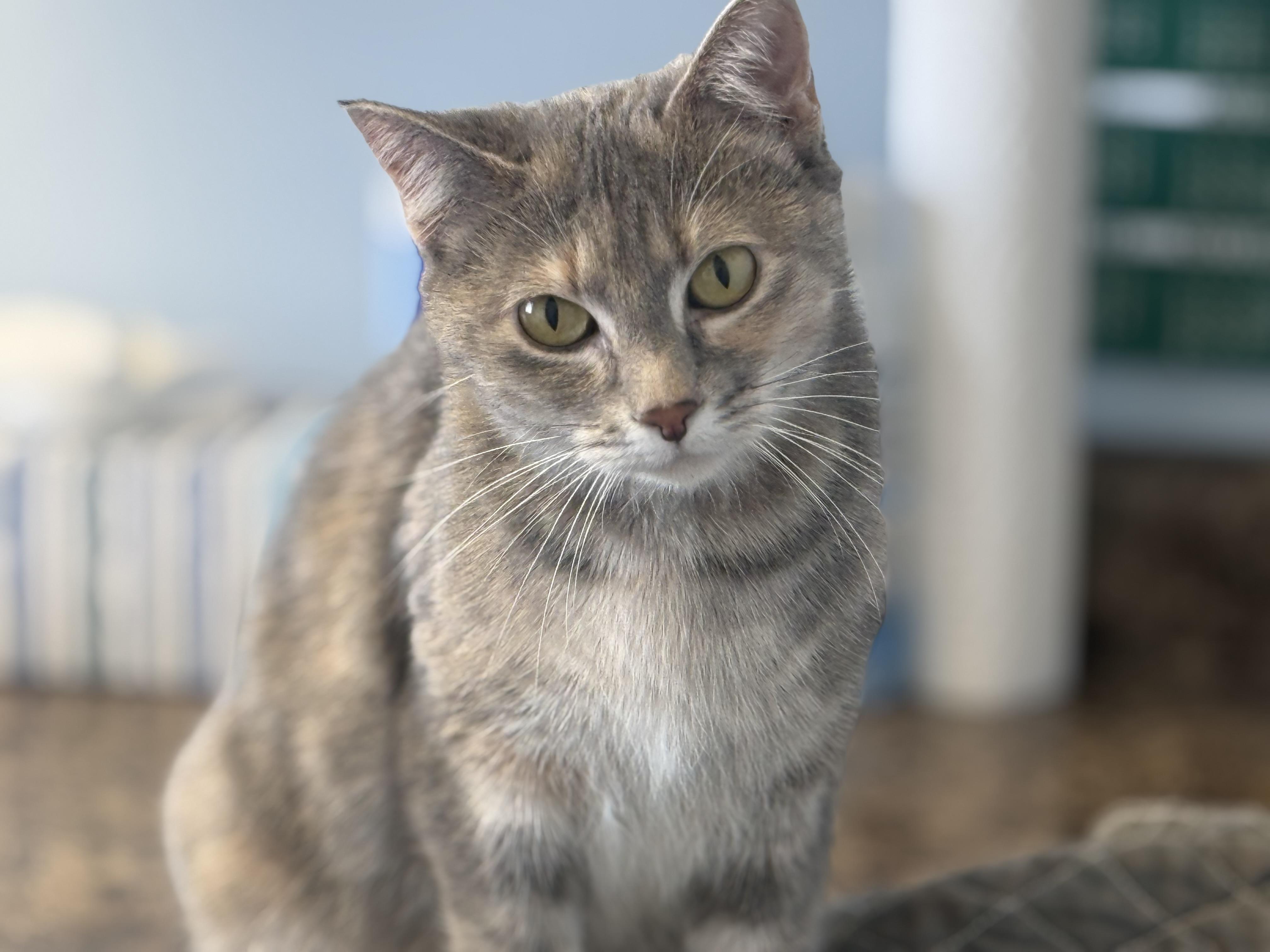 Harriet - Photo 1