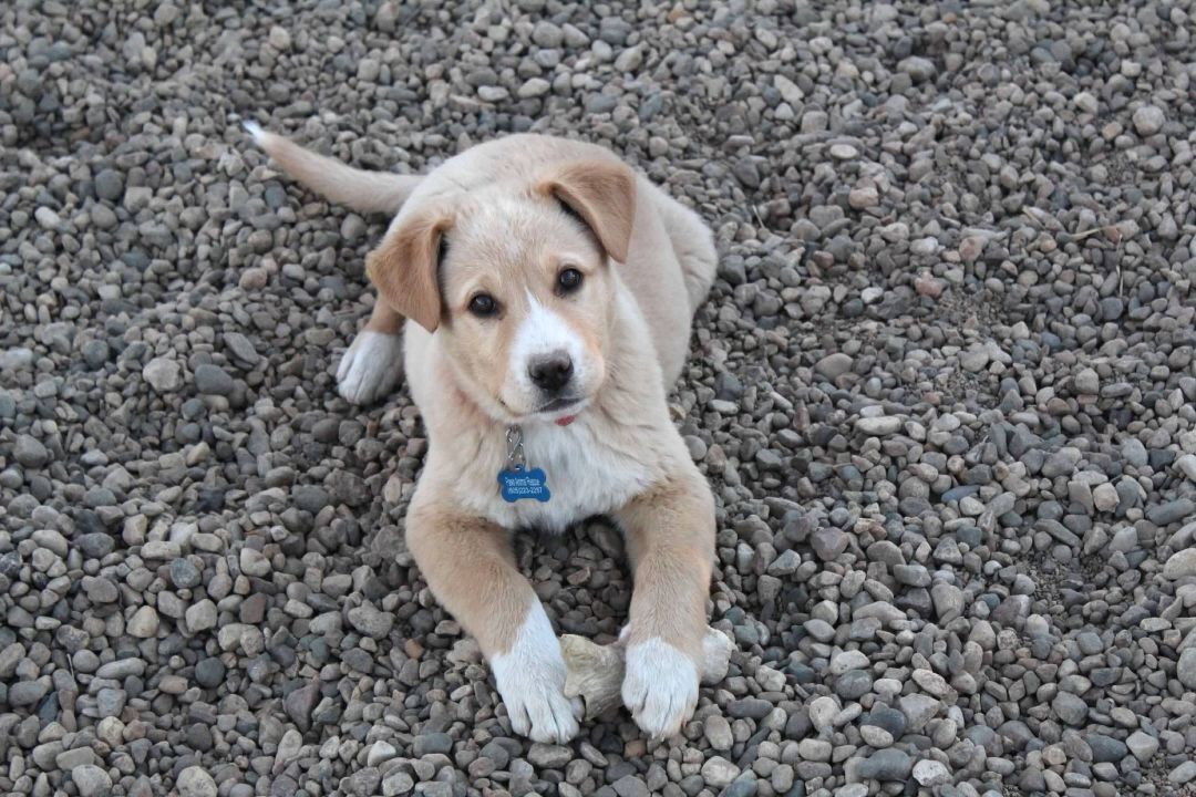 Mason - Photo 1