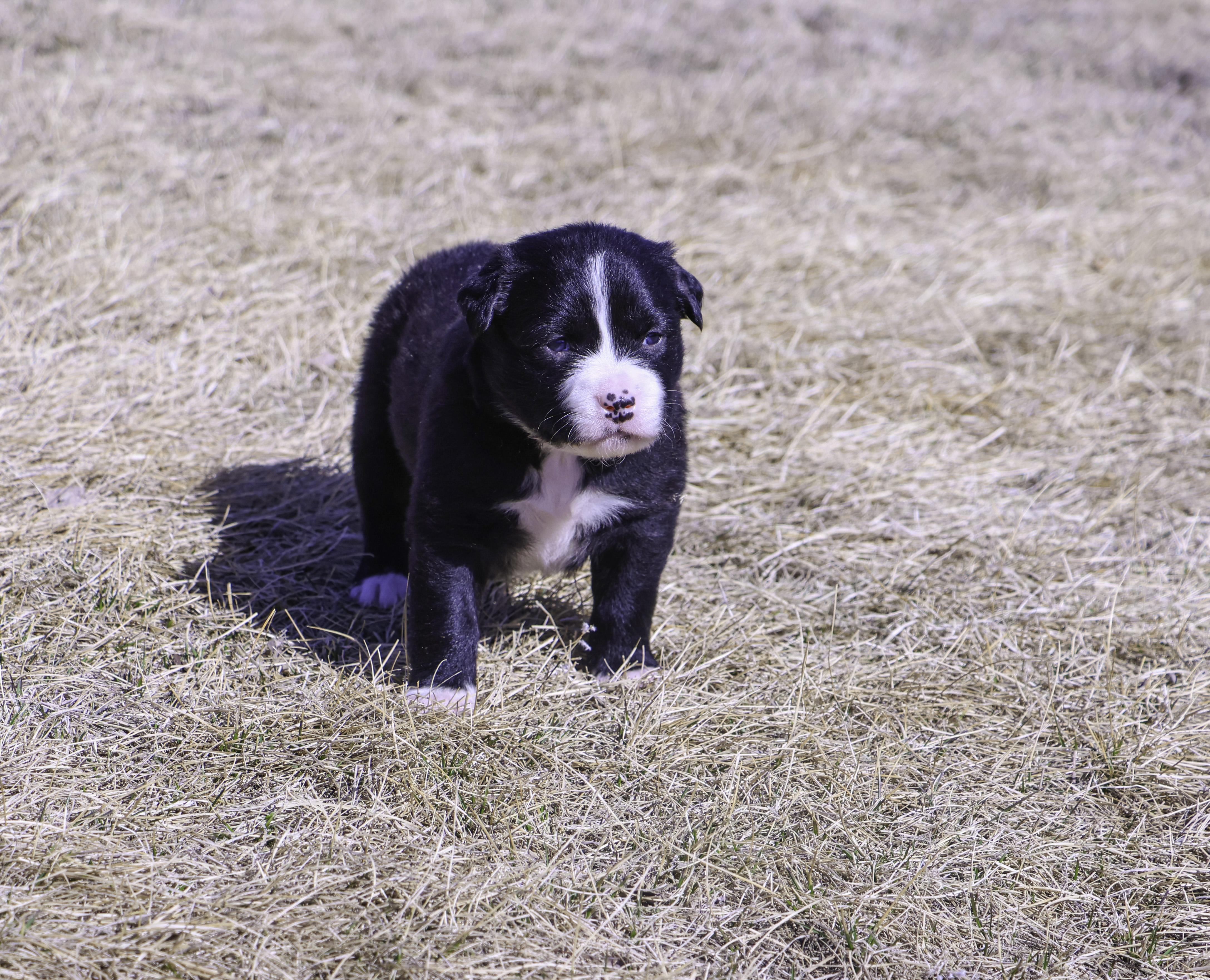 Daisy - Photo 1