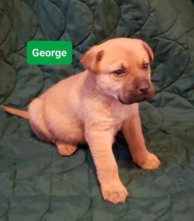 George - Photo 1