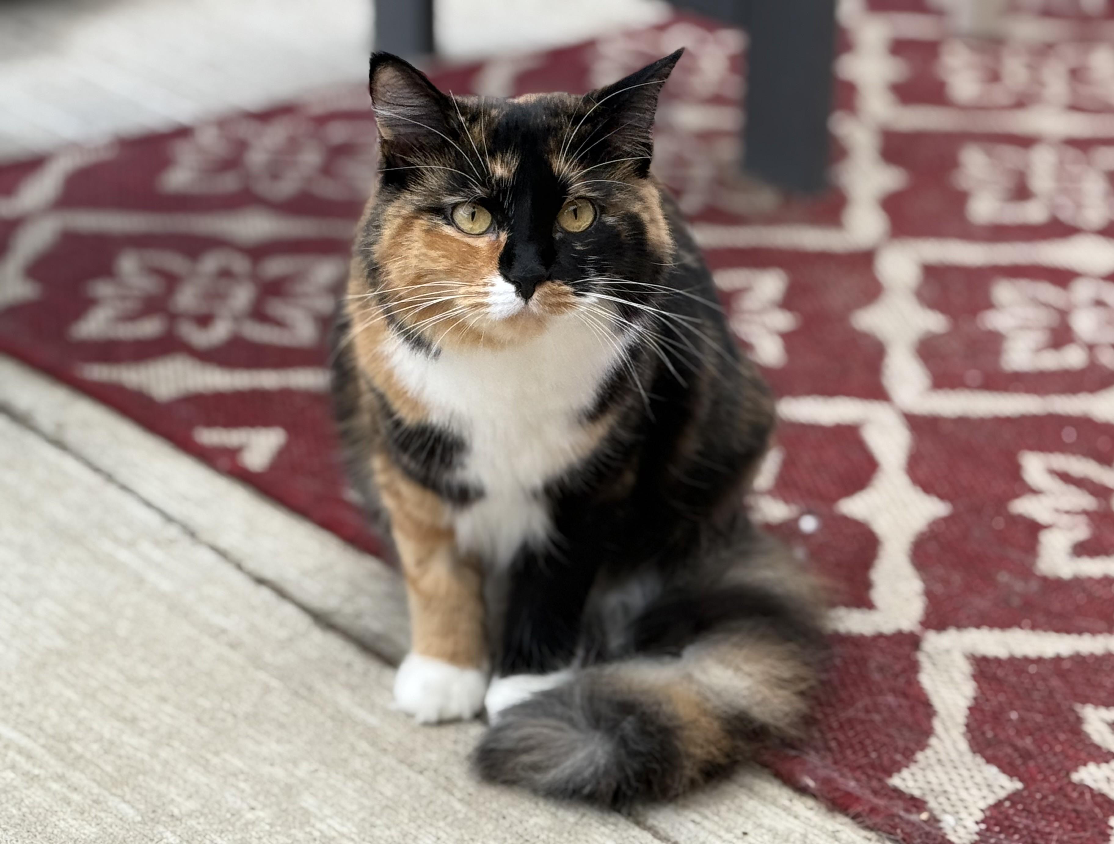 Sweet Pea - Photo 1