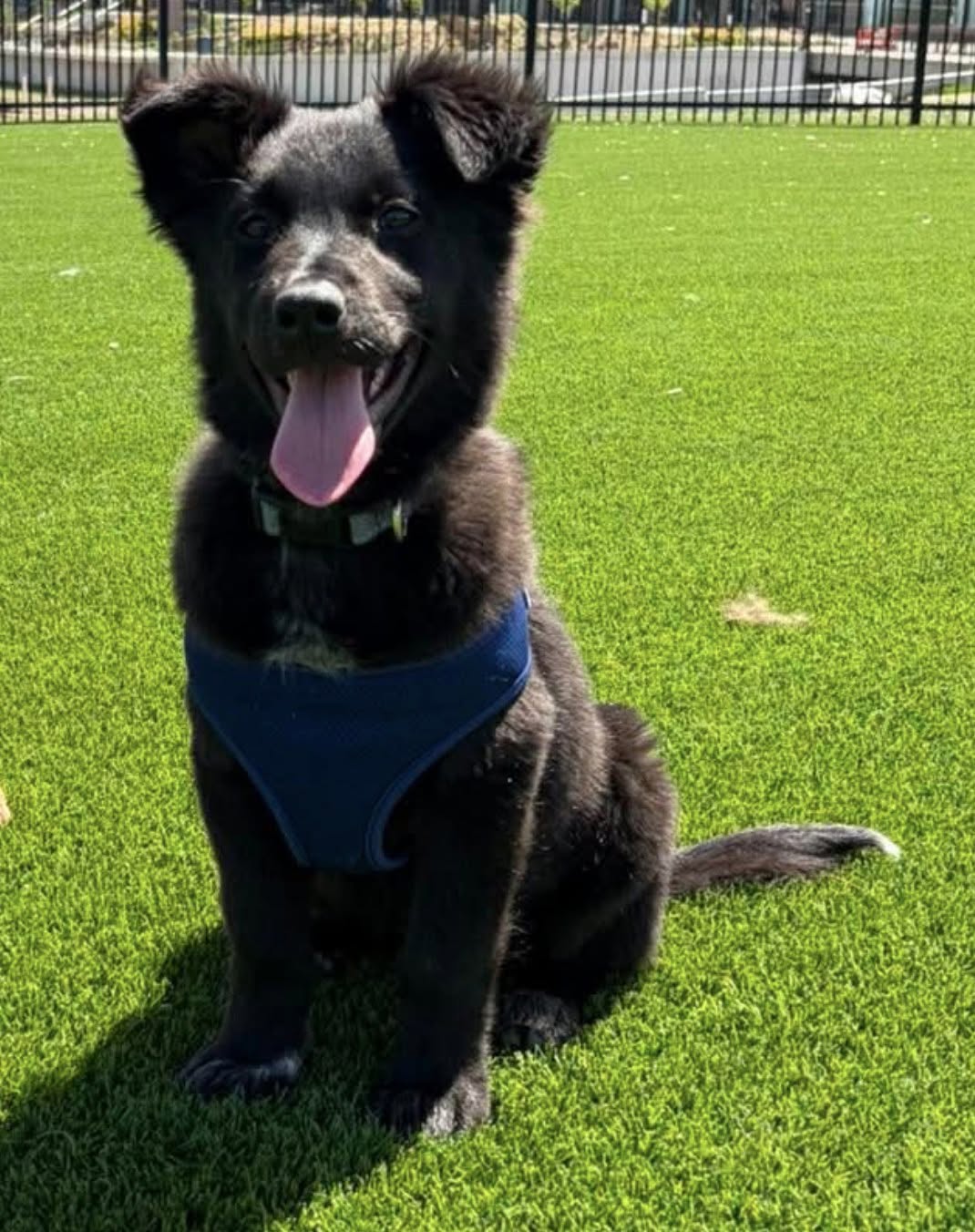 Laika - Photo 1