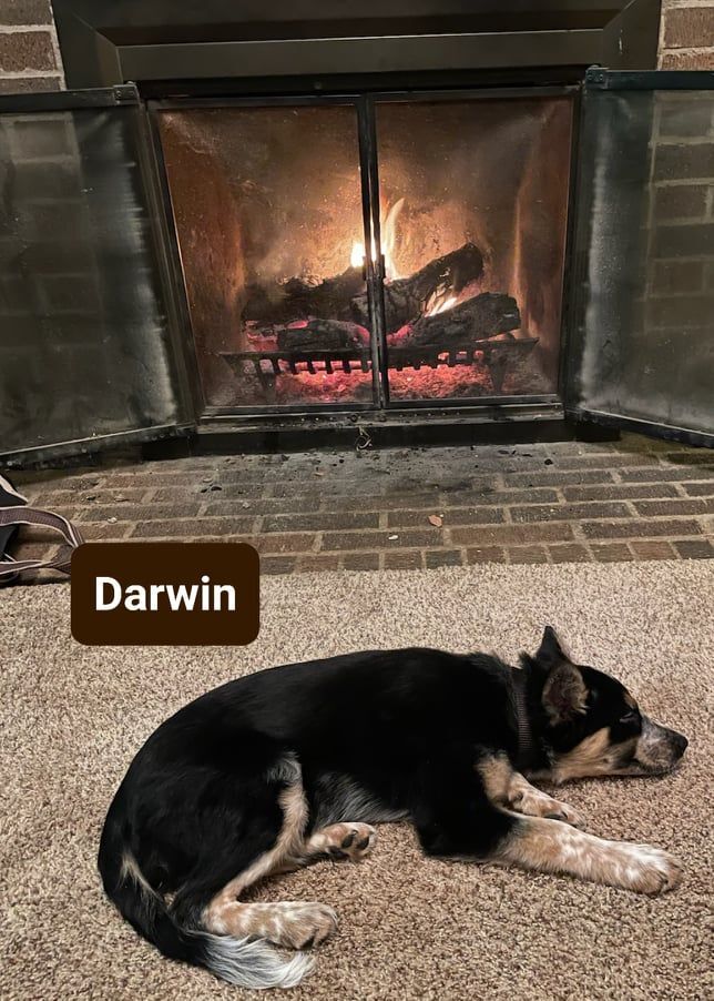 Darwin - Photo 1