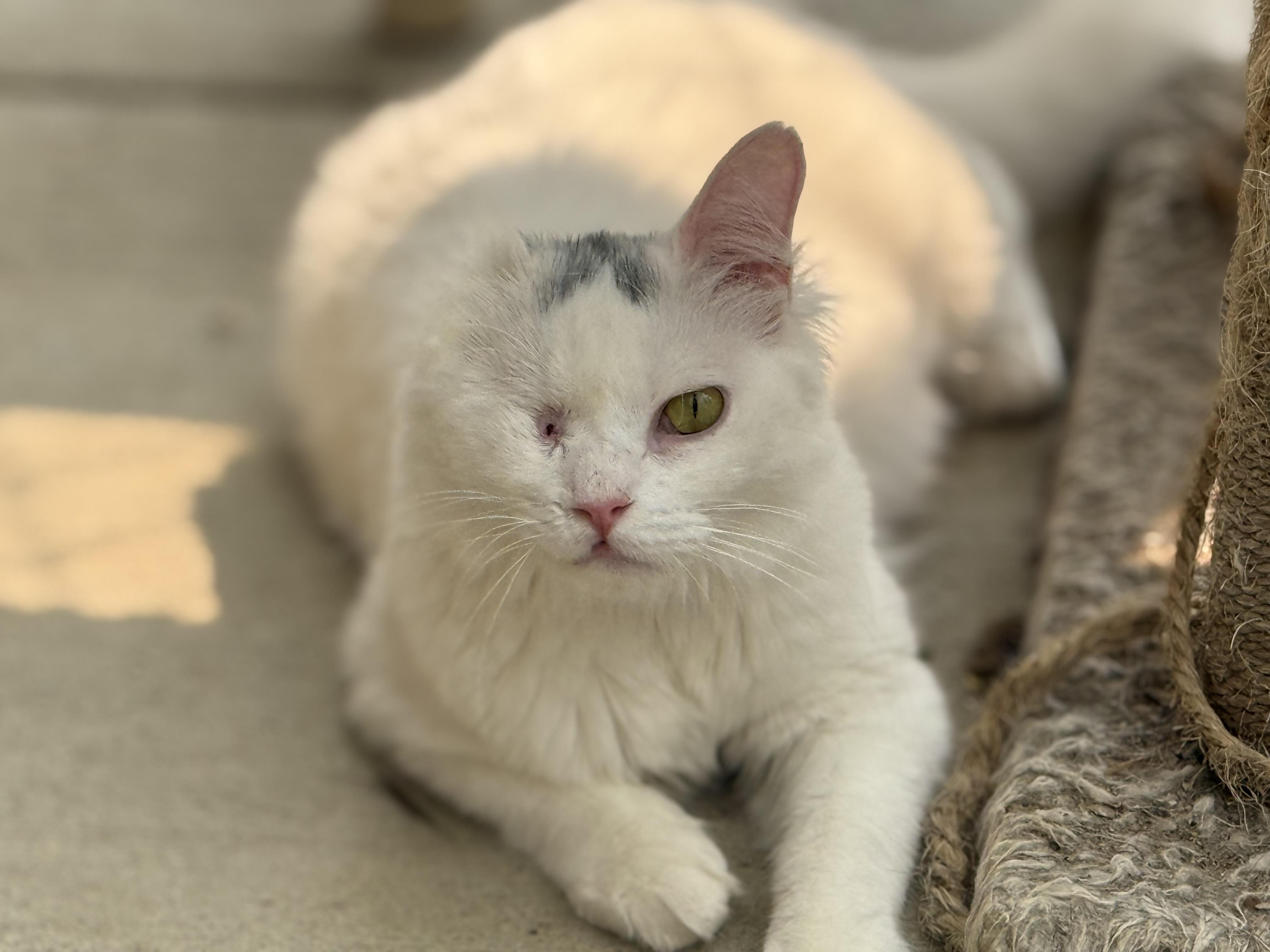 Phoebe - Photo 1