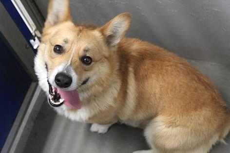 Cooper - Photo 1