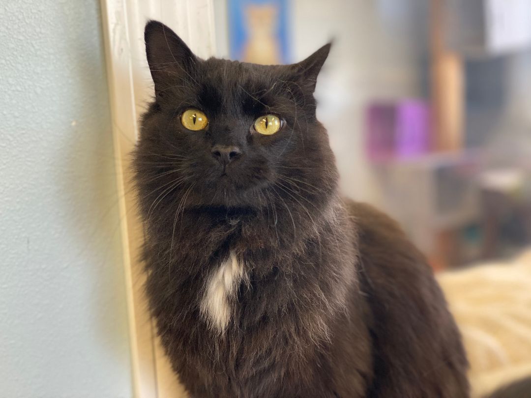 Mowgli - Photo 1