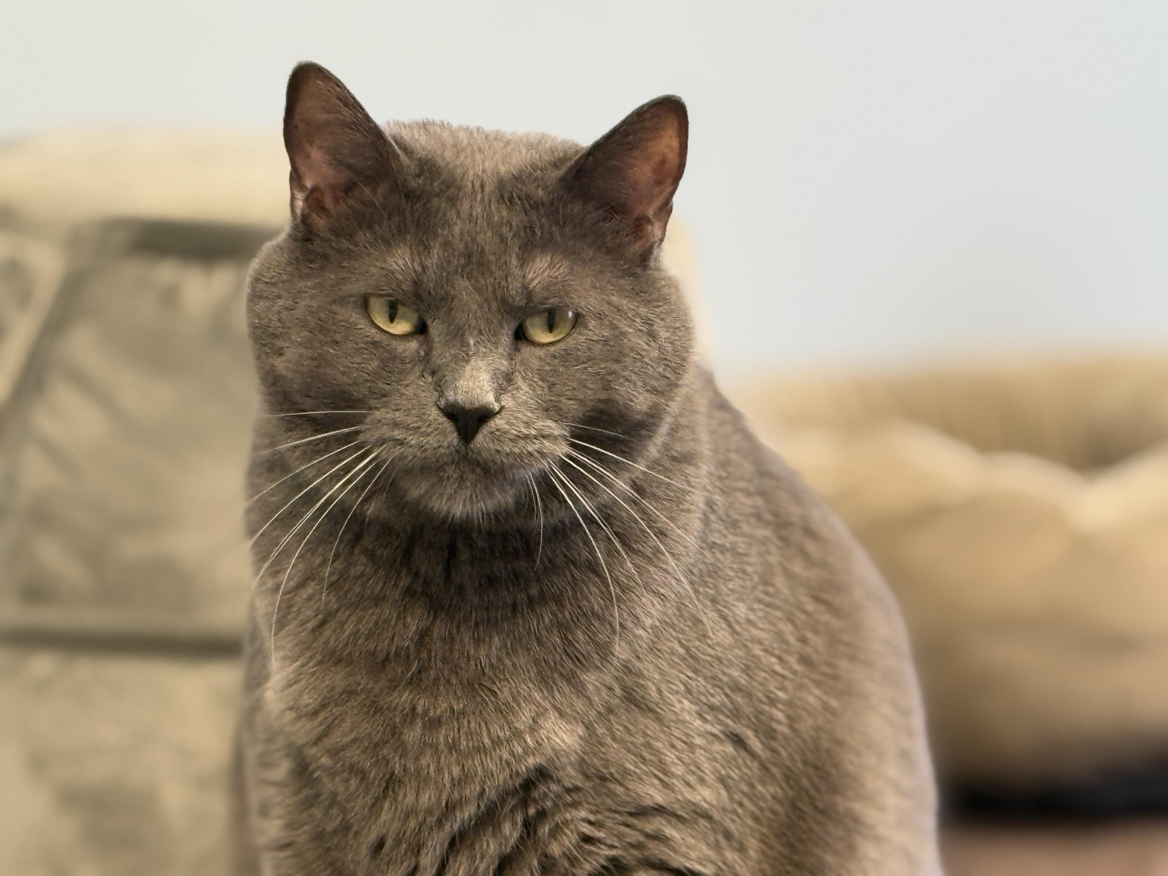 Reginald - Photo 1