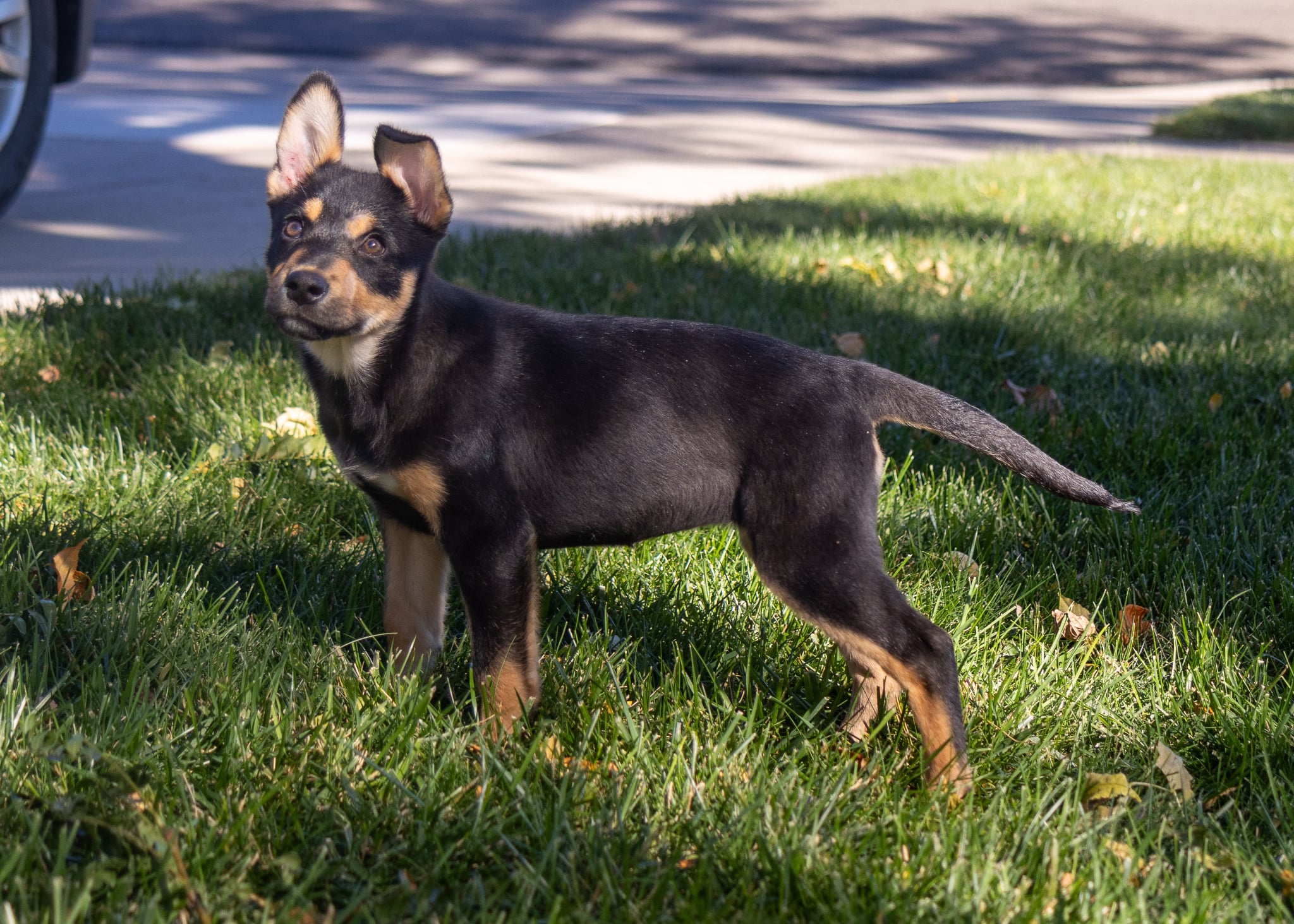 Trixie - Photo 1