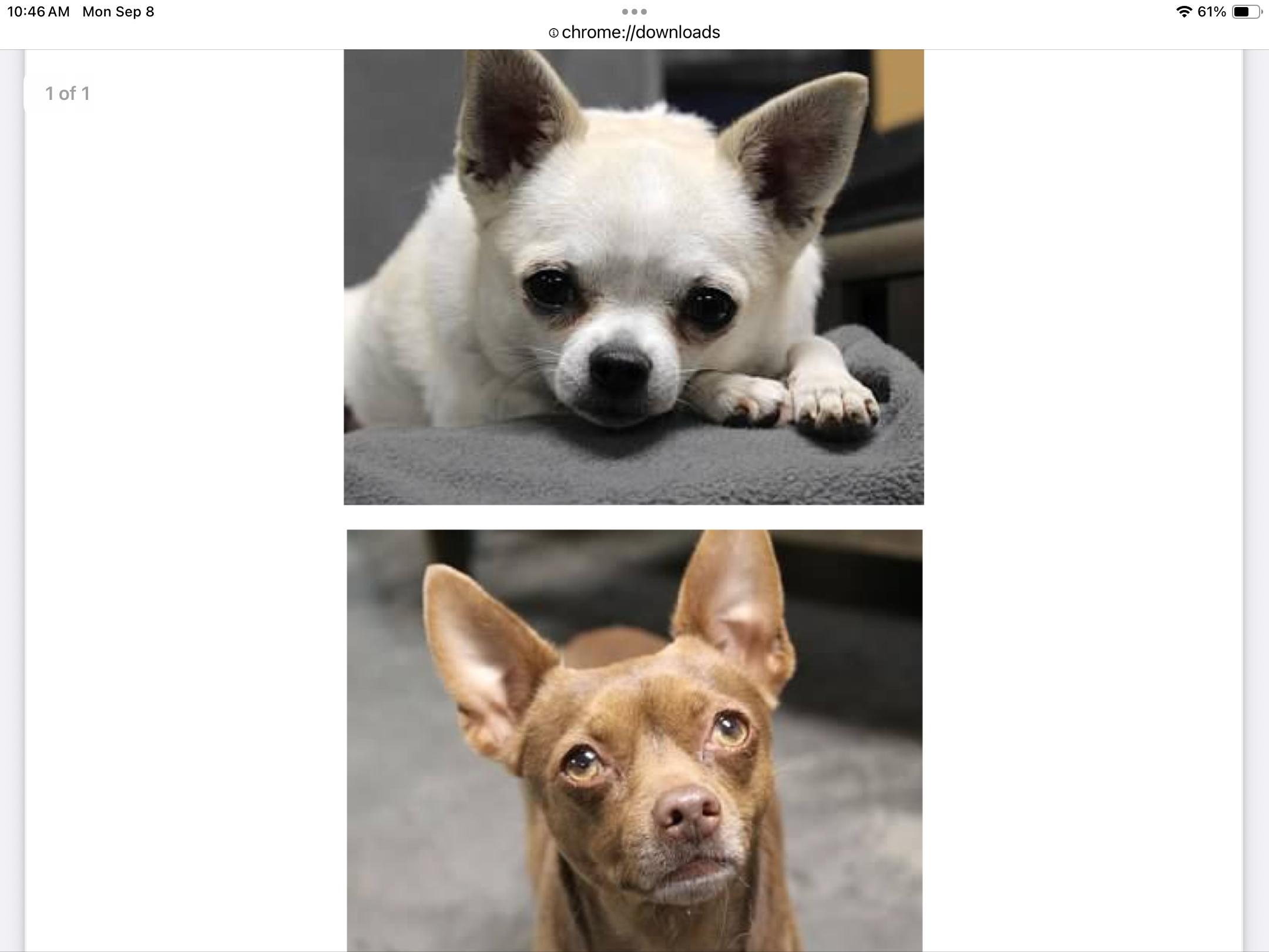 Maggie and Wednesday - Photo 1