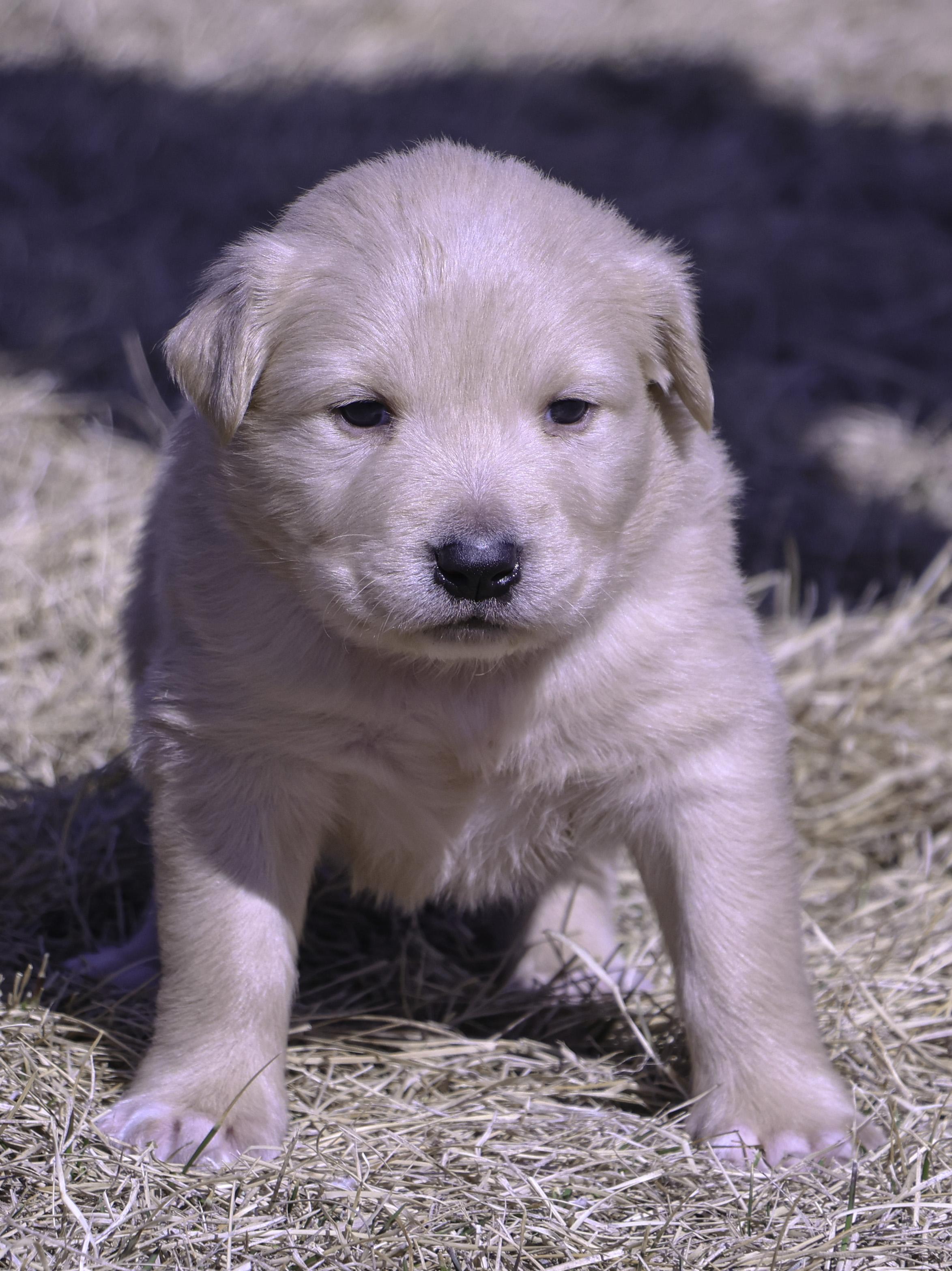 Yoshi - Photo 1