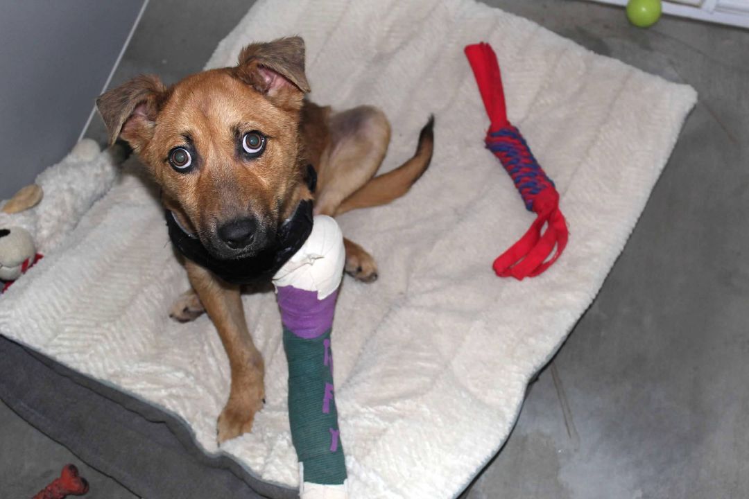 Tuffy - Photo 1