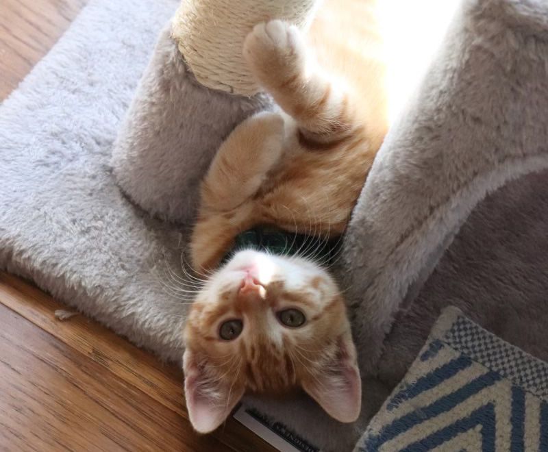 Milo - Photo 1