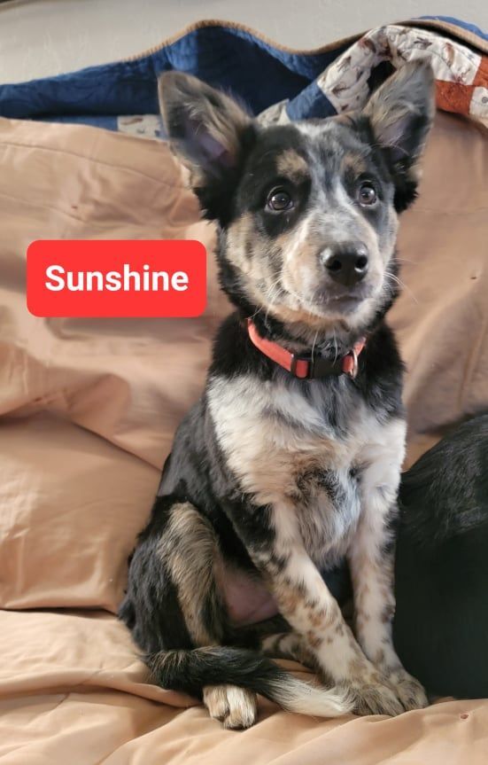 Sunshine - Photo 1